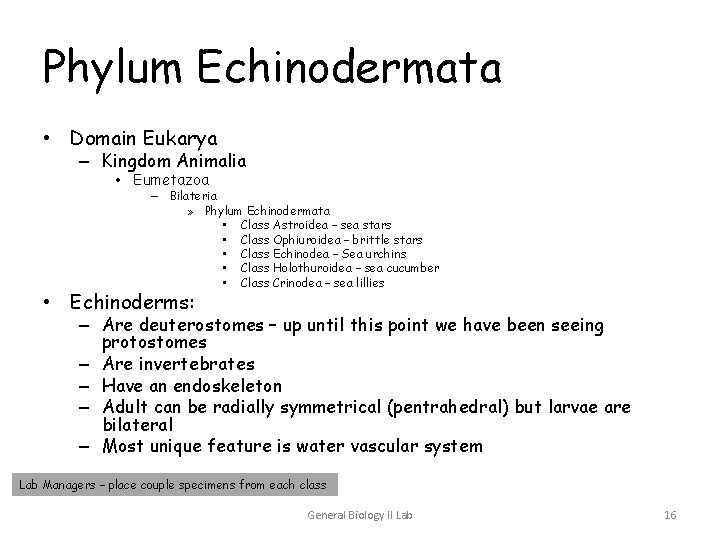 Phylum Echinodermata • Domain Eukarya – Kingdom Animalia • Eumetazoa – Bilateria » Phylum Phylum Echinodermata • Domain Eukarya – Kingdom Animalia • Eumetazoa – Bilateria » Phylum