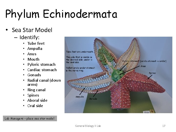 Phylum Echinodermata • Sea Star Model – Identify: • • • Tube feet Ampulla Phylum Echinodermata • Sea Star Model – Identify: • • • Tube feet Ampulla