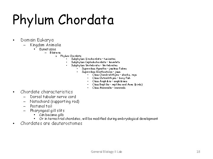 Phylum Chordata • Domain Eukarya – Kingdom Animalia • Eumetazoa – Bilateria » • Phylum Chordata • Domain Eukarya – Kingdom Animalia • Eumetazoa – Bilateria » •