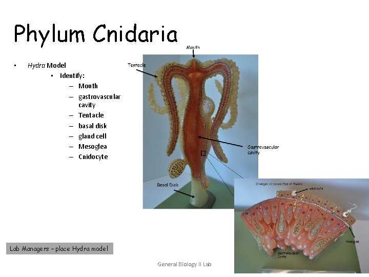 Phylum Cnidaria • Hydra Model • Identify: – Mouth – gastrovascular cavity – Tentacle Phylum Cnidaria • Hydra Model • Identify: – Mouth – gastrovascular cavity – Tentacle
