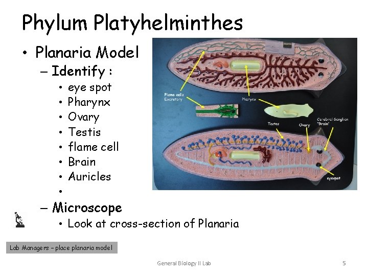 Phylum Platyhelminthes • Planaria Model – Identify : • • eye spot Pharynx Ovary Phylum Platyhelminthes • Planaria Model – Identify : • • eye spot Pharynx Ovary