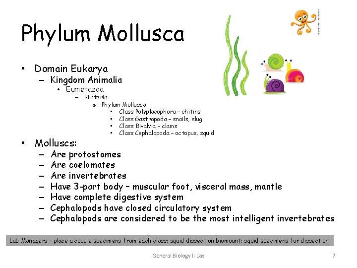 Phylum Mollusca • Domain Eukarya – Kingdom Animalia • Eumetazoa – Bilateria » Phylum Phylum Mollusca • Domain Eukarya – Kingdom Animalia • Eumetazoa – Bilateria » Phylum
