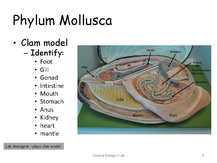 Phylum Mollusca • Clam model – Identify: • • • Foot Gill Gonad Intestine Phylum Mollusca • Clam model – Identify: • • • Foot Gill Gonad Intestine
