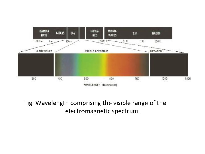 Fig. Wavelength comprising the visible range of the electromagnetic spectrum. 