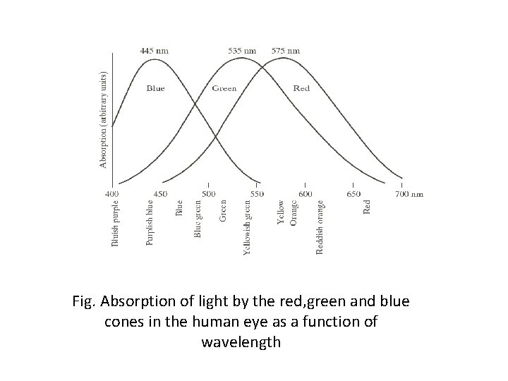 Fig. Absorption of light by the red, green and blue cones in the human