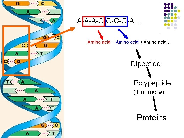 A-A-A-C-G-A…. Amino acid + Amino acid… Dipeptide Polypeptide (1 or more) Proteins 