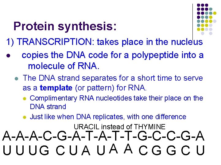 Protein synthesis: 1) TRANSCRIPTION: takes place in the nucleus l copies the DNA code