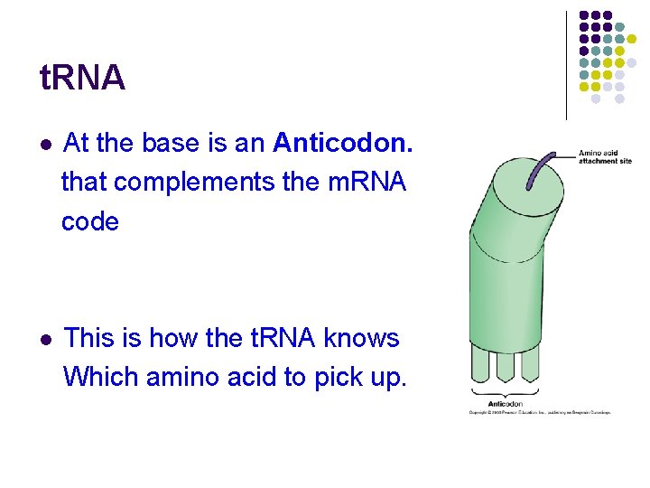 t. RNA l At the base is an Anticodon. that complements the m. RNA