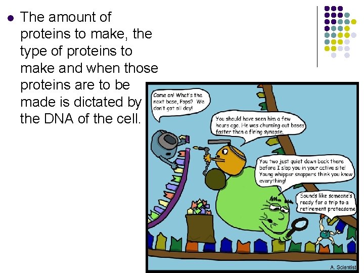 l The amount of proteins to make, the type of proteins to make and