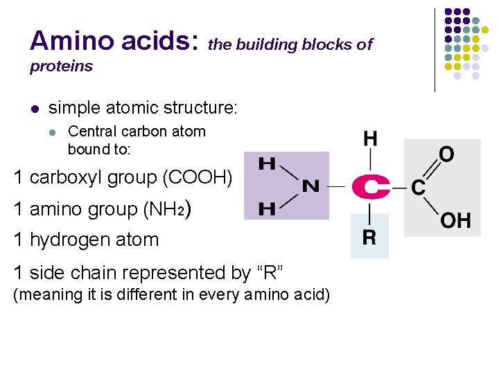 Amino acids: the building blocks of proteins l simple atomic structure: l Central carbon