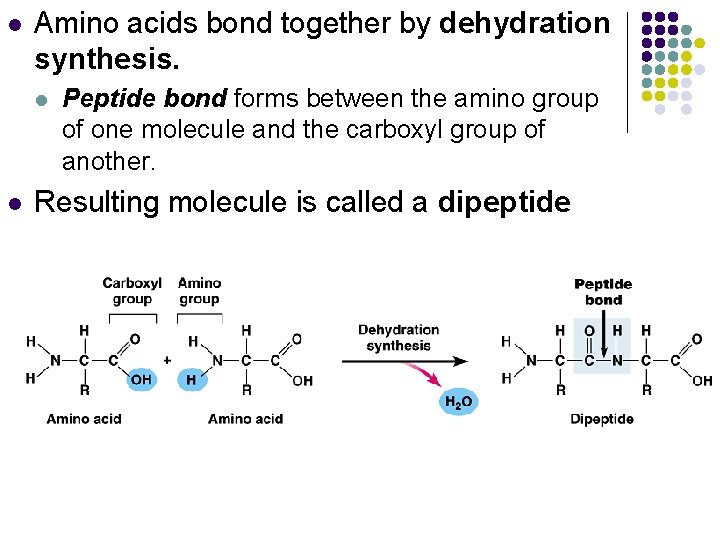 l Amino acids bond together by dehydration synthesis. l l Peptide bond forms between