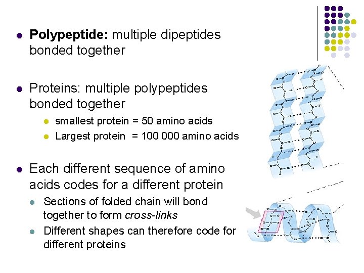 l Polypeptide: multiple dipeptides bonded together l Proteins: multiple polypeptides bonded together l l