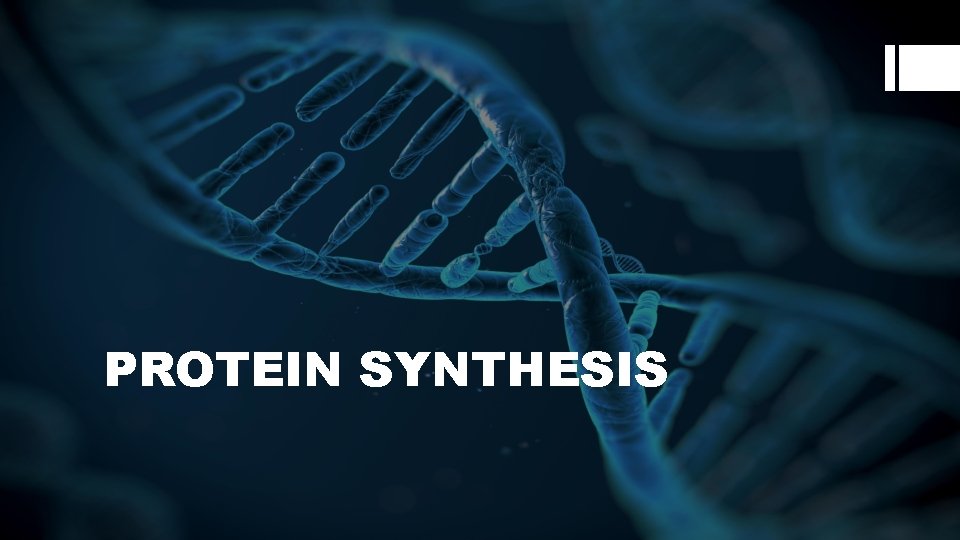 PROTEIN SYNTHESIS 