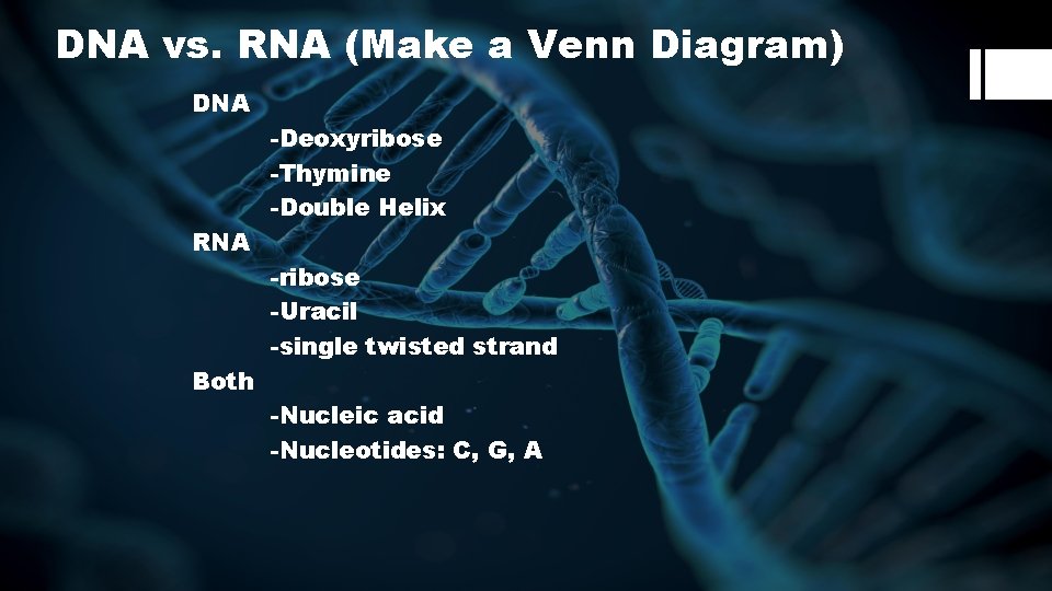 DNA vs. RNA (Make a Venn Diagram) DNA -Deoxyribose -Thymine -Double Helix RNA -ribose