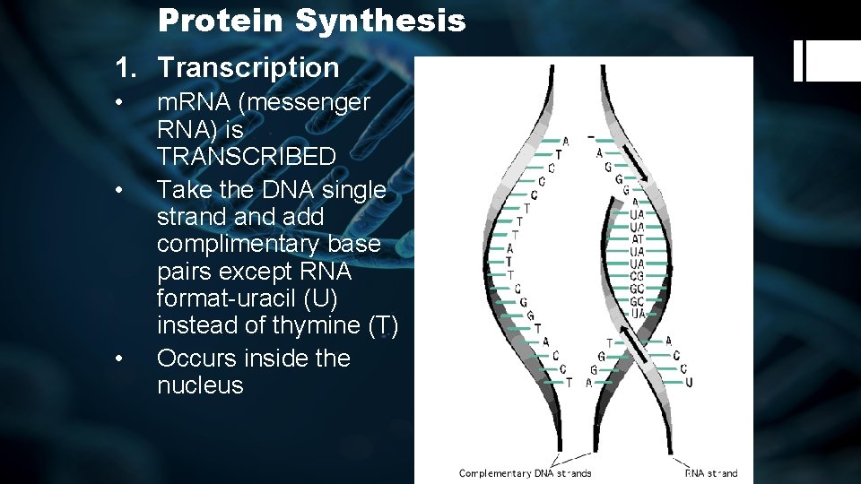 Protein Synthesis 1. Transcription • • • m. RNA (messenger RNA) is TRANSCRIBED Take