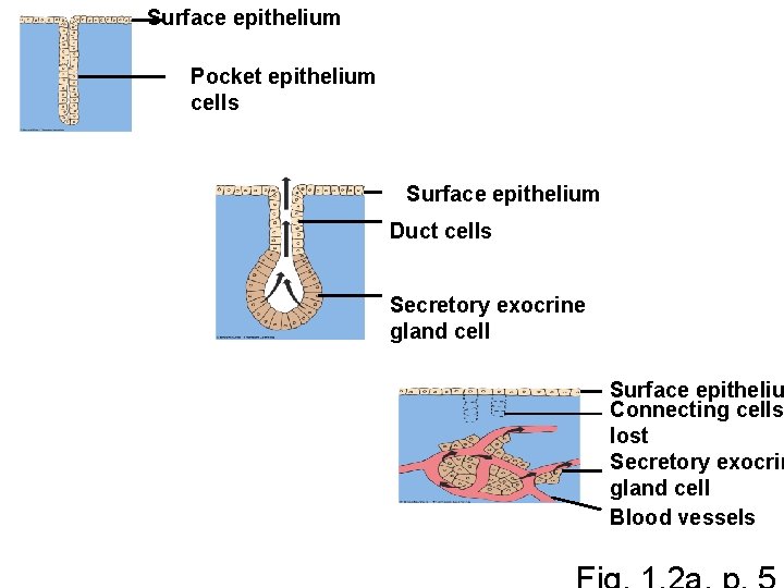 Surface epithelium Pocket epithelium cells Surface epithelium Duct cells Secretory exocrine gland cell Surface Surface epithelium Pocket epithelium cells Surface epithelium Duct cells Secretory exocrine gland cell Surface