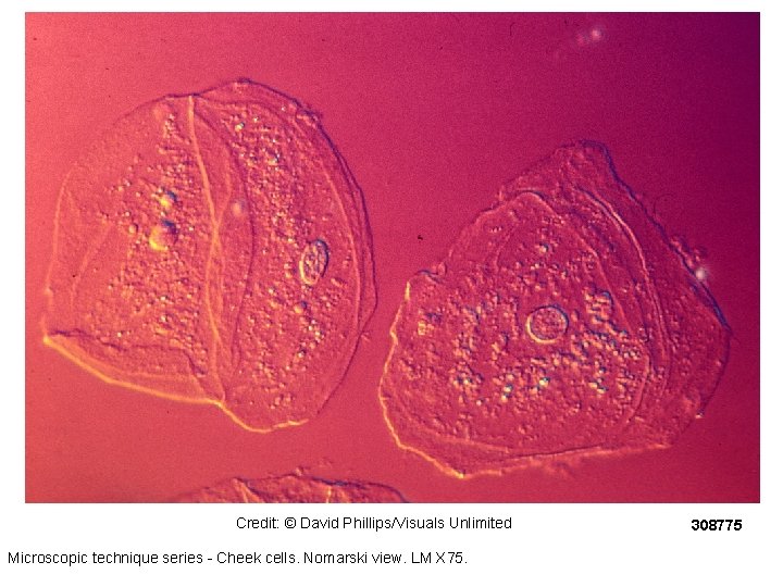 Credit: © David Phillips/Visuals Unlimited Microscopic technique series - Cheek cells. Nomarski view. LM Credit: © David Phillips/Visuals Unlimited Microscopic technique series - Cheek cells. Nomarski view. LM