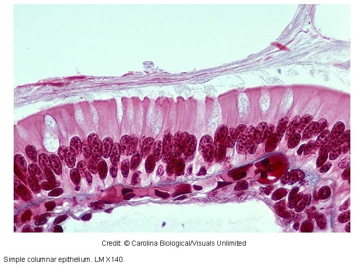 310845 Credit: © Carolina Biological/Visuals Unlimited Simple columnar epithelium. LM X 140. 310845 Credit: © Carolina Biological/Visuals Unlimited Simple columnar epithelium. LM X 140.
