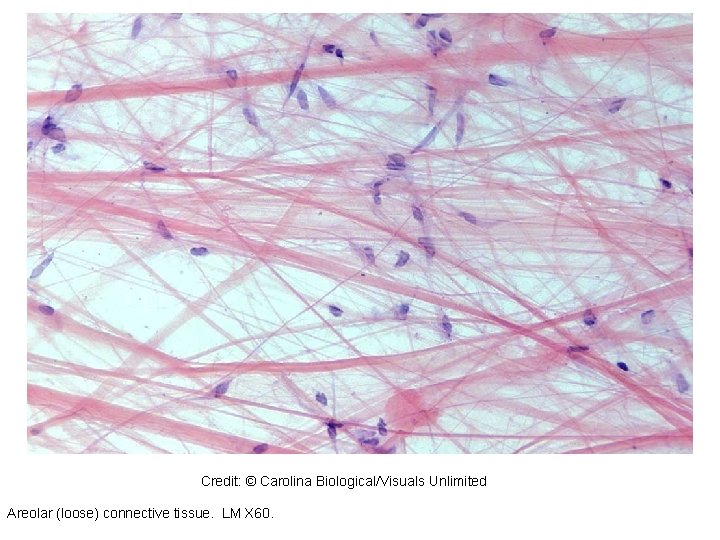 317178 Credit: © Carolina Biological/Visuals Unlimited Areolar (loose) connective tissue. LM X 60. 317178 Credit: © Carolina Biological/Visuals Unlimited Areolar (loose) connective tissue. LM X 60.