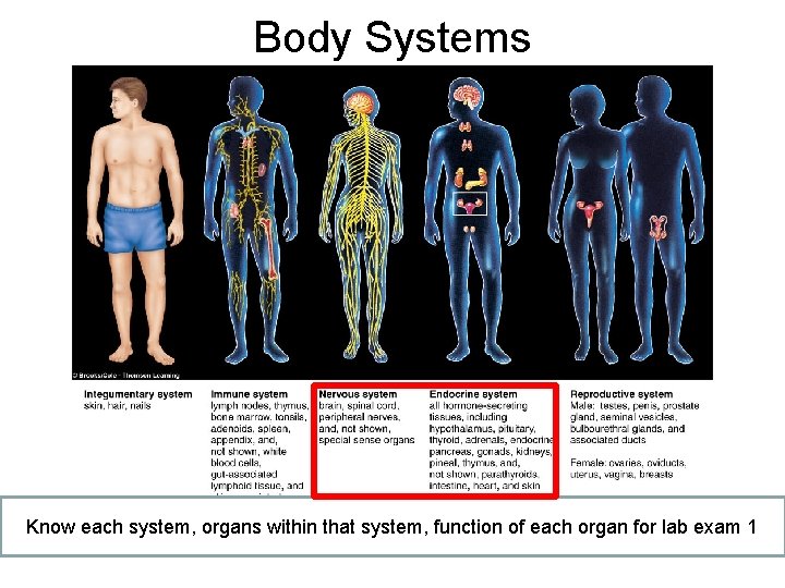 Body Systems Know each system, organs within that system, function of each organ for Body Systems Know each system, organs within that system, function of each organ for