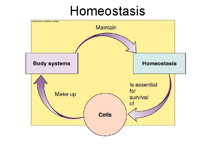 Homeostasis Homeostasis