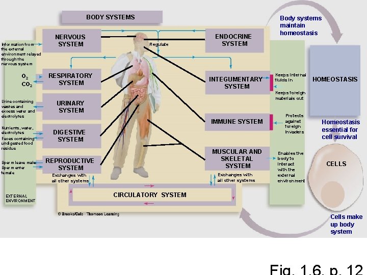 BODY SYSTEMS Information from the external environment relayed through the nervous system O 2 BODY SYSTEMS Information from the external environment relayed through the nervous system O 2