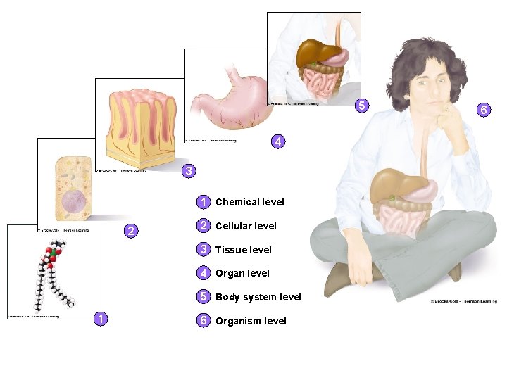5 4 3 1 Chemical level 2 2 Cellular level 3 Tissue level 4 5 4 3 1 Chemical level 2 2 Cellular level 3 Tissue level 4