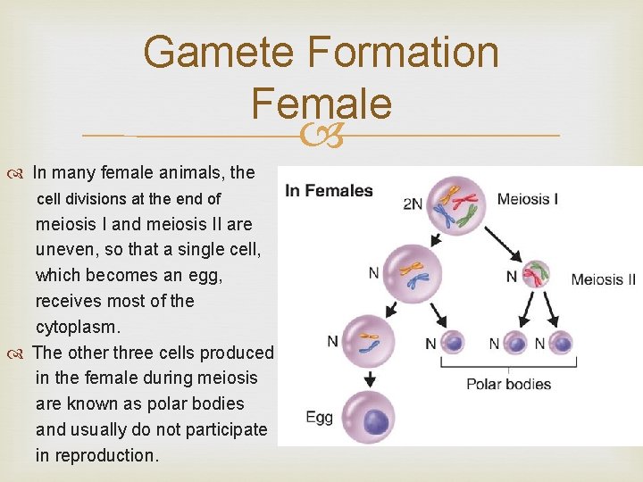 Gamete Formation Female In many female animals, the cell divisions at the end of