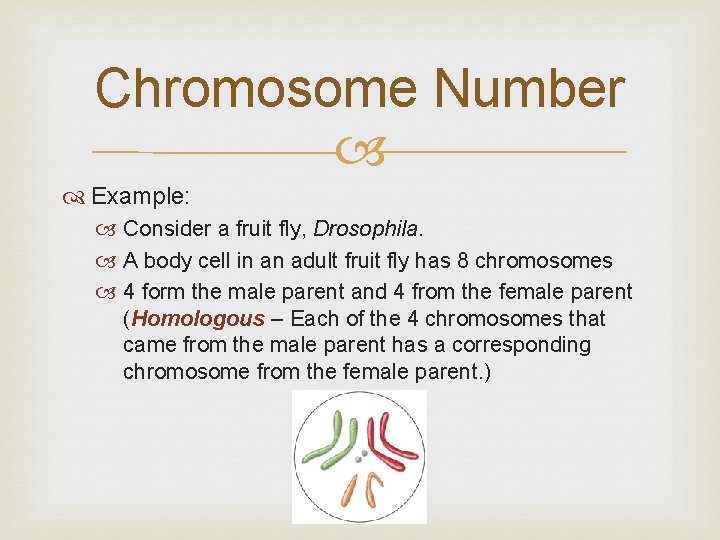 Chromosome Number Example: Consider a fruit fly, Drosophila. A body cell in an adult