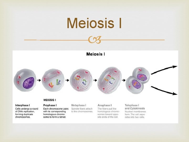 Meiosis I 