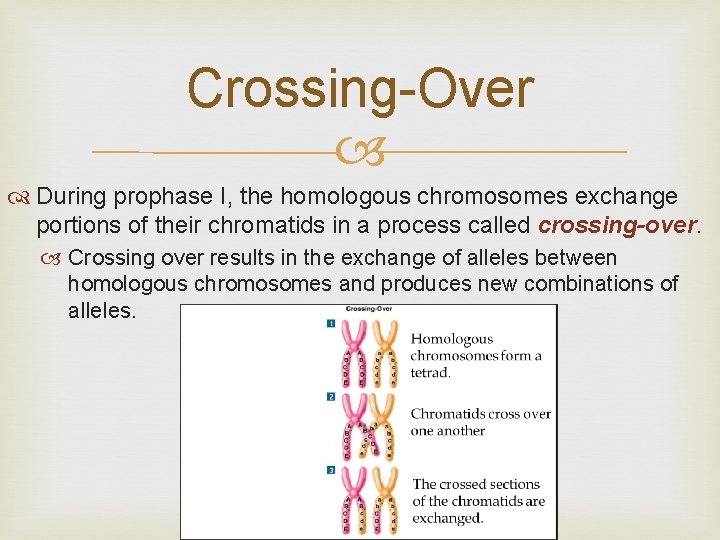 Crossing-Over During prophase I, the homologous chromosomes exchange portions of their chromatids in a