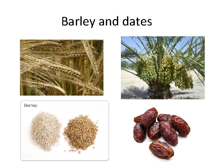 Barley and dates 