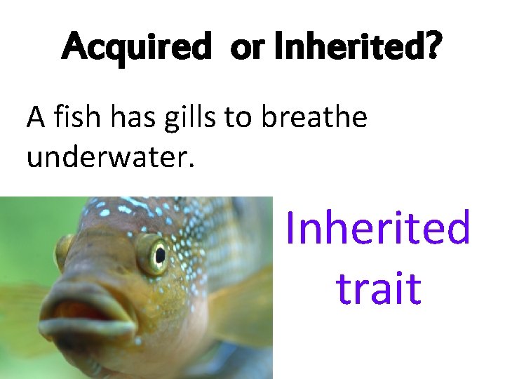 Acquired or Inherited? A fish has gills to breathe underwater. Inherited trait 