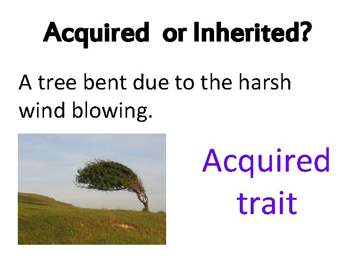 Acquired or Inherited? A tree bent due to the harsh wind blowing. Acquired trait