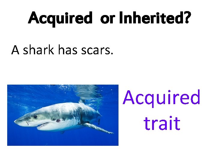 Acquired or Inherited? A shark has scars. Acquired trait 