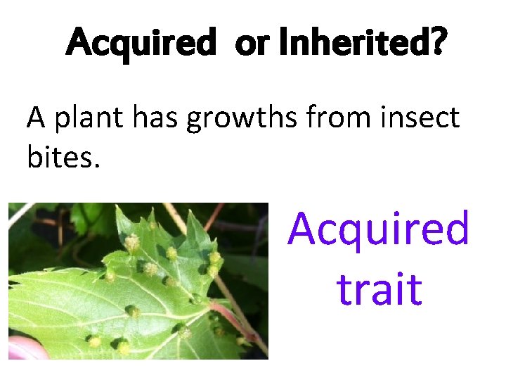 Acquired or Inherited? A plant has growths from insect bites. Acquired trait 