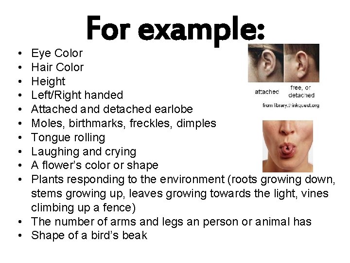  • • • For example: Eye Color Hair Color Height Left/Right handed Attached