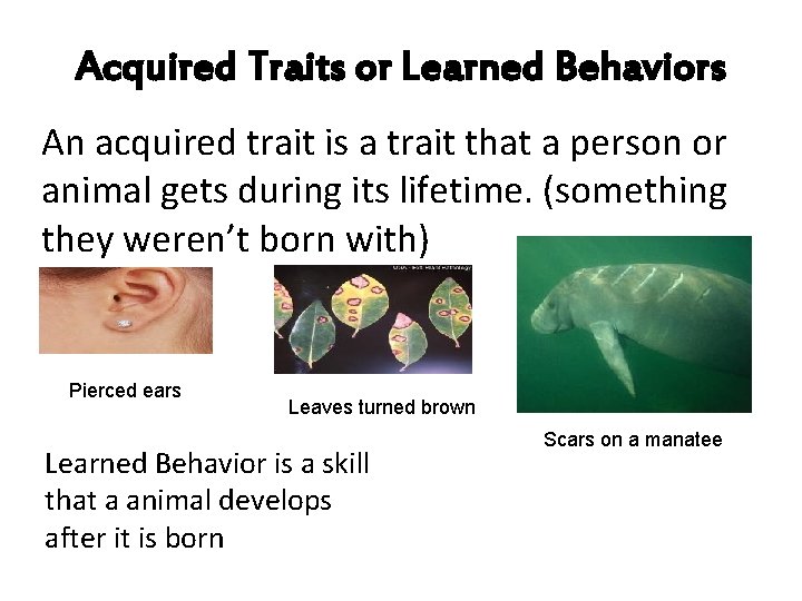 Acquired Traits or Learned Behaviors An acquired trait is a trait that a person