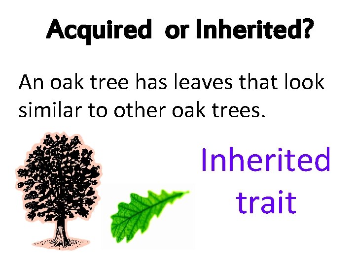 Acquired or Inherited? An oak tree has leaves that look similar to other oak