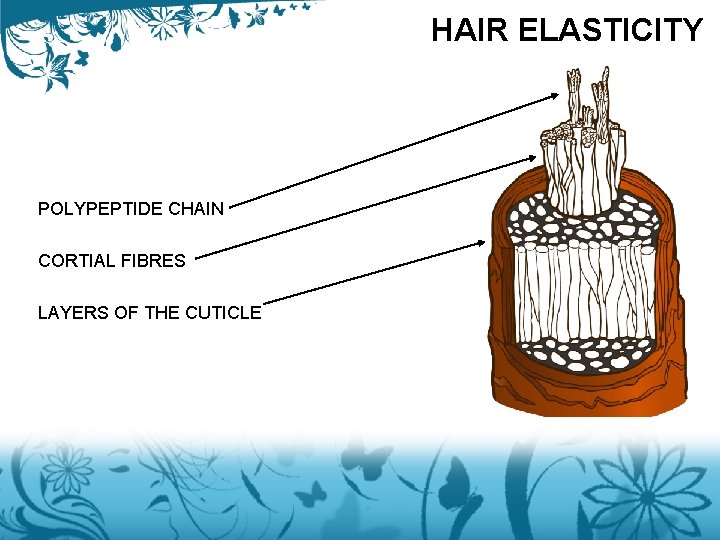 HAIR ELASTICITY POLYPEPTIDE CHAIN CORTIAL FIBRES LAYERS OF THE CUTICLE 