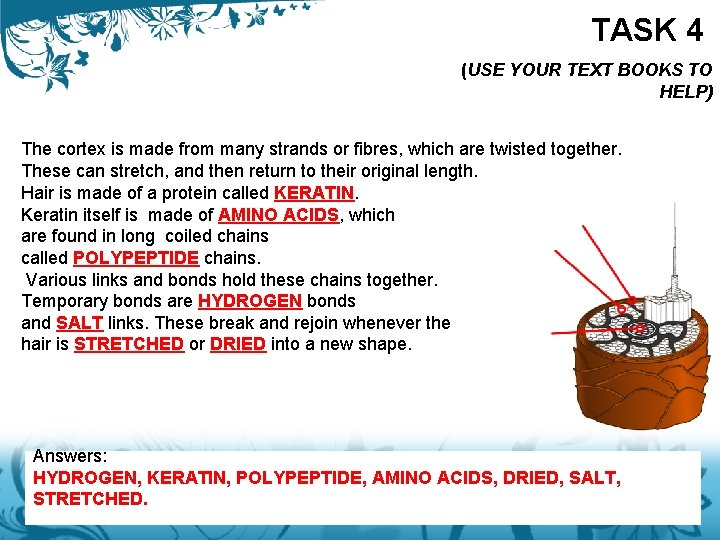 TASK 4 (USE YOUR TEXT BOOKS TO HELP) The cortex is made from many