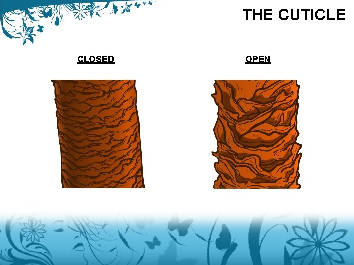 THE CUTICLE CLOSED OPEN 