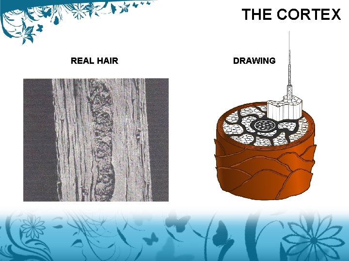 THE CORTEX REAL HAIR DRAWING 