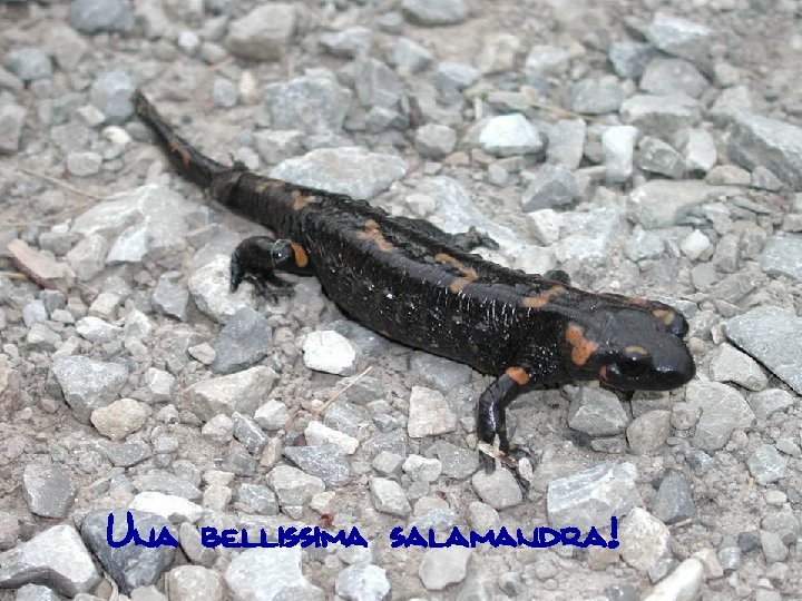 Una bellissima salamandra! 