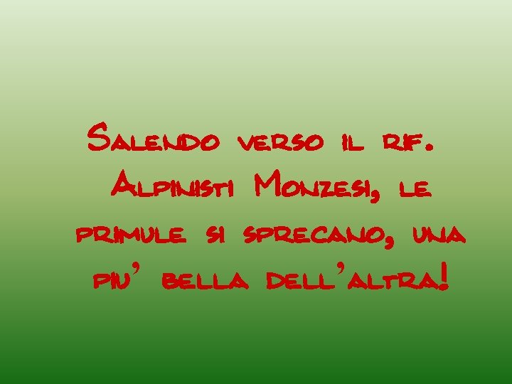 Salendo verso il rif. Alpinisti Monzesi, le primule si sprecano, una piu’ bella dell’altra!