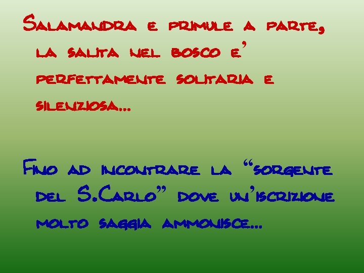 Salamandra e primule a parte, la salita nel bosco e’ perfettamente solitaria e silenziosa…