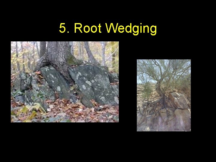 5. Root Wedging 