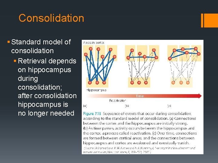 Consolidation § Standard model of consolidation § Retrieval depends on hippocampus during consolidation; after