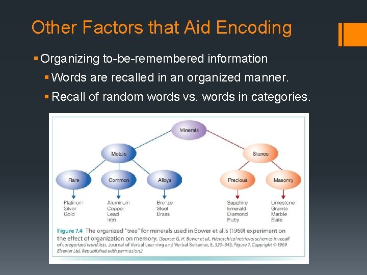Other Factors that Aid Encoding § Organizing to-be-remembered information § Words are recalled in