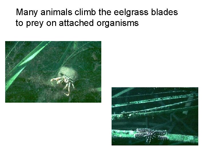 Many animals climb the eelgrass blades to prey on attached organisms 